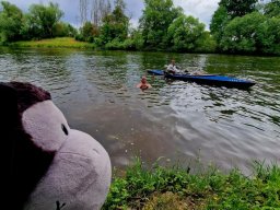 Mainschwimmen Juni 2026